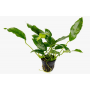 Анубиас короткий остролистный (Anubias species «Short & Sharp»)