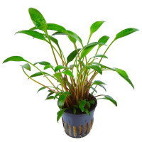 Криптокорина Уиллиса