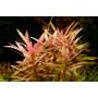 Аммания грацилис (изящная) (Ammania gracilis)