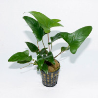 Анубиас Копьевидный