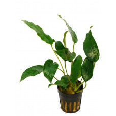 Анубиас короткий остролистный (Anubias species «Short & Sharp»)