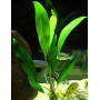 Анубиас ланцетовидный (Anubias lanceolata)