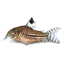 Коридорас Джули 3см