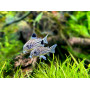 Коридорас Джули (Corydoras julii) 3см