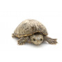 Черепаха мускусная