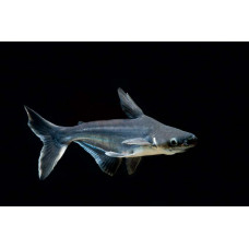 Сом акулий (пангасиус) 6-7см