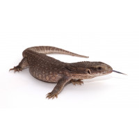 Варан капский (Varanus exanthematicus)