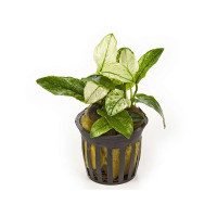 Анубиас Пинто (Anubias barteri var. nana Pinto)