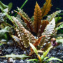 Криптокорина Вендта Коричневая (Cryptocoryne Wendtii Brown)