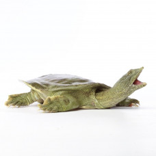 Черепаха трионикс