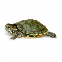 Черепаха красноухая (Trachemys scripta) 3см