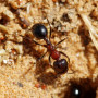 Красногрудый муравей-жнец. Messor denticulatus. (самка + 10-20 рабочих)