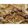 Красногрудый муравей-жнец. Messor denticulatus. (самка + 10-20 рабочих)