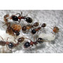 Красногрудый муравей-жнец. Messor denticulatus. (самка + 10-20 рабочих)