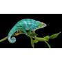 Хамелеон пантеровый (Furcifer pardalis) самцы