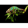 Хамелеон пантеровый (Furcifer pardalis) самцы