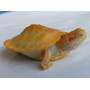 Черепаха красноухая альбинос (Trachemys scripta) 6см
