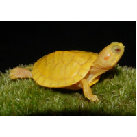 Черепаха красноухая альбинос (Trachemys scripta) 6см
