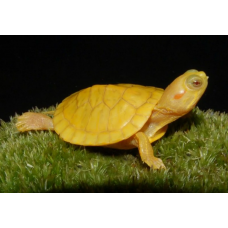 Черепаха красноухая альбинос (Trachemys scripta) 6см