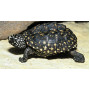 Черепаха Гамильтона (Geoclemys hamiltonii) 8см