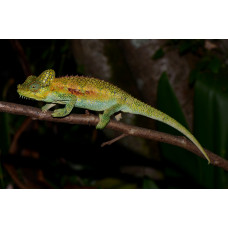 Хамелеон Хогнела (Trioceros hoehnelii) самцы