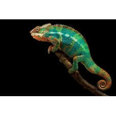 Хамелеон пантеровый (Furcifer pardalis) самцы