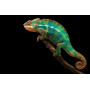 Хамелеон пантеровый (Furcifer pardalis) самцы
