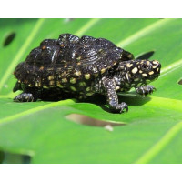 Черепаха Гамильтона (Geoclemys hamiltonii) 8см