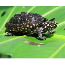 Черепаха Гамильтона (Geoclemys hamiltonii) 8см
