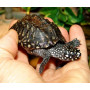 Черепаха Гамильтона (Geoclemys hamiltonii) 8см