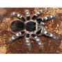 Acanthoscurria geniculata L2-3