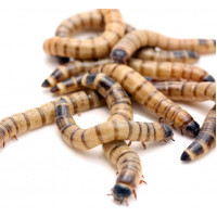 Зофобас 50 шт