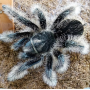 Brachypelma albopilosum "Nicaragua" L1-2