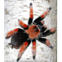 Brachypelma boehmei L2-3