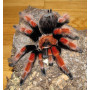 Brachypelma boehmei L2-3