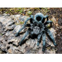 Grammostola Pulchra L 2-3