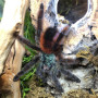 Avicularia versicolor L2-3