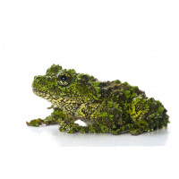 Лишаистый веслоног (Theloderma corticale)