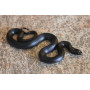 Королевская чёрная змея "S" (Lampropeltis getula nigrita)