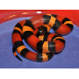 Молочная змея Кемпбела Apricot "S" ( Lampropeltis triangulum campbelli Apricot)