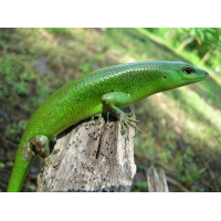 Сцинк смарагдовый (Lamprolepis smaragdina) 