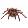 Theraphosa Blondi L2-3