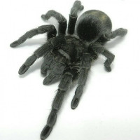 Grammostola pulchra самка 3см