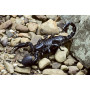Скорпион Императорский (Pandinus Imperator) 7-8см.