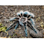 Паук-птицеед Brachypelma albopilosum (Tliltocatl albopilosus) самка 5-6см.