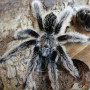 Tliltocatl albopilosus (Brachypelma albopilosum) самка 3см.