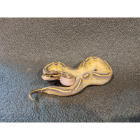 Питон королевский Highway самец