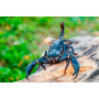 Скорпион Императорский (Pandinus Imperator) 7-8см.