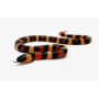 Молочная змея Кемпбела Apricot "S" ( Lampropeltis triangulum campbelli Apricot)