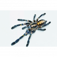 Poecilotheria Metallica L2-3